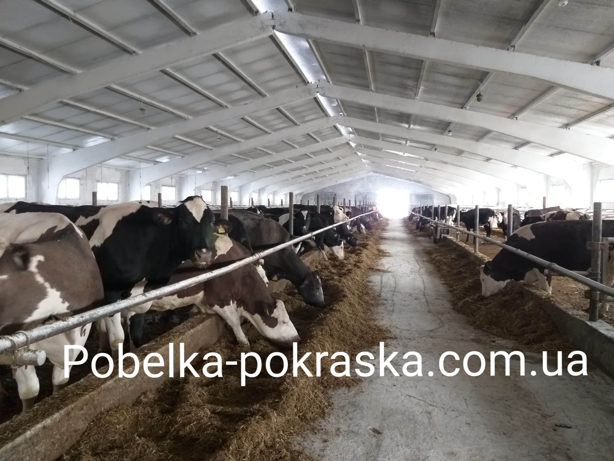 Санітарна побілка Санітарна побілка